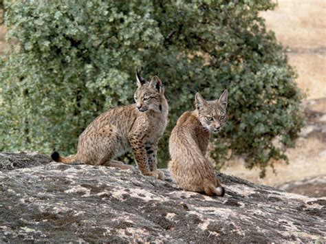 Iberian Lynx Cubs