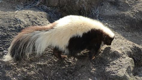 What Does Skunk Poop Look Like: Identification & Pictures