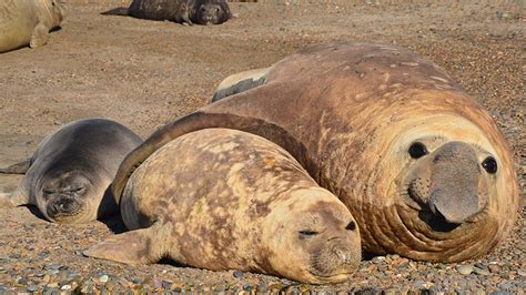 ¿Por qué aparecen elefantes marinos en las costas de Mar del Plata y ...