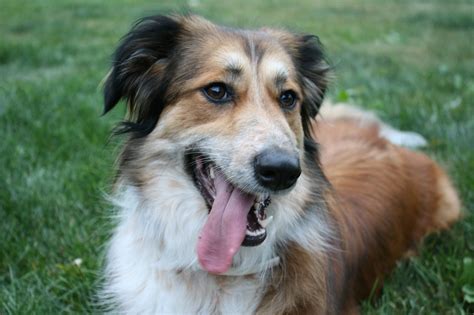 Border Collie Mix Breeds - Complete Guide - Animal Corner