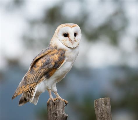 8 Types of Owls in Georgia (With Pictures) - Birdwatching Tips