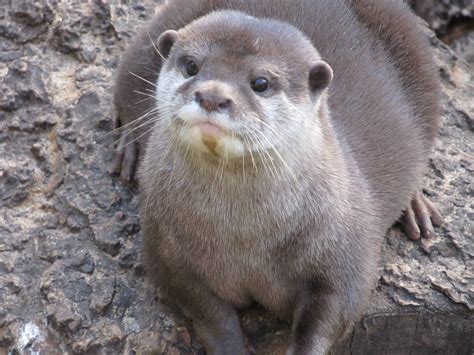 Asian Small-clawed Otter - ZooChat