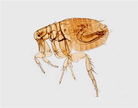 Flea Identification Guide | Excel Pest Services