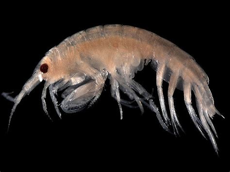 Amphipods causing you problems? | Pest Nett Pest Control