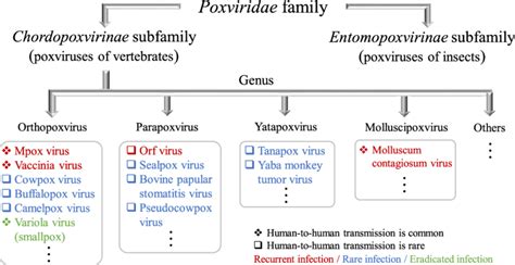 The Poxviridae family tree. Human poxviruses from the Chordopoxvirinae ...