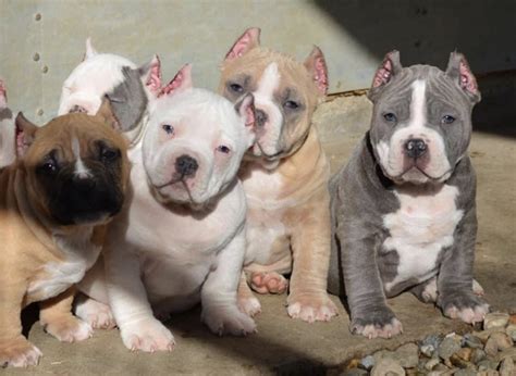 American Bully Puppies For Sale | Allentown, PA #330983