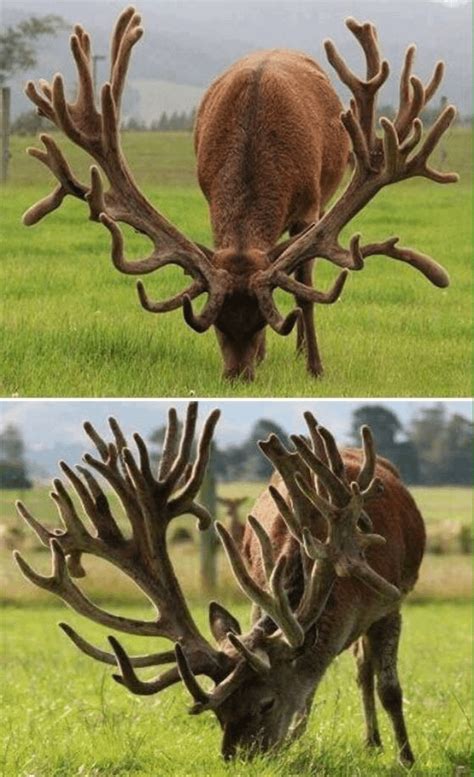 A world record for a Red Stag antlers in New Zealand : r/natureismetal