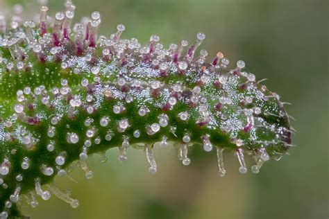 Cannabis Trichomes | Trichomes on a cannabis leaf. 23 images… | Flickr