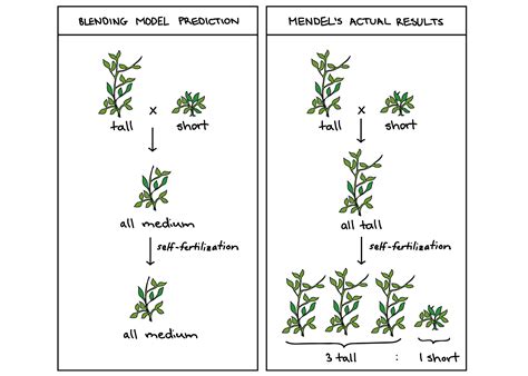 Describe Gregor Mendel's Experiment Pea Plants