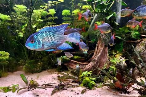 Electric Blue Acara Care Guide For Beginners – Aquarium Educate