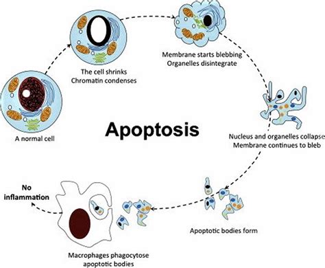 Apoptosis definition, cell apoptosis pathway, steps & apoptosis inducer