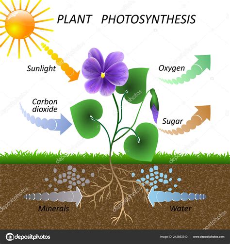 Diagram Of Photosynthesis - exatin.info