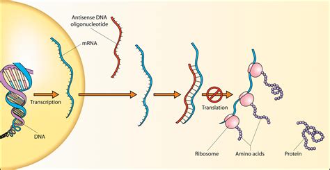 Reproducibility and morpholinos: different methods, different answers ...