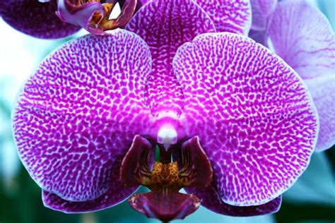 Phalaenopsis hybrids display some of the most vivid patterns & colors ...