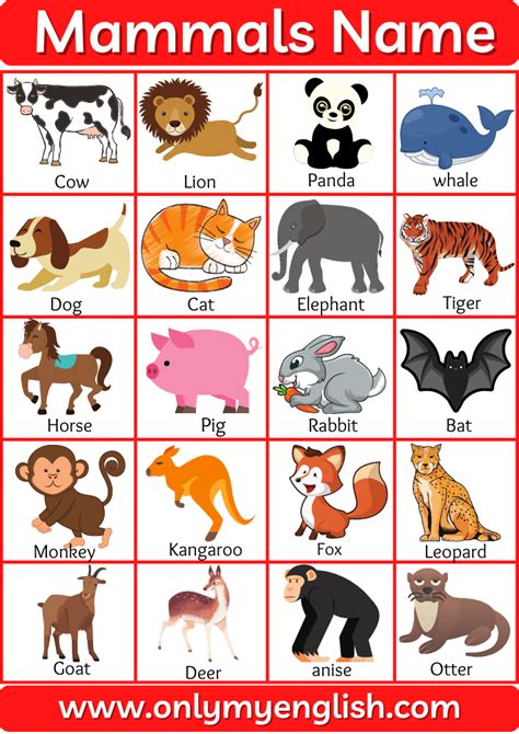 Mammals Animals Chart