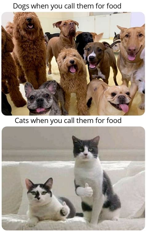 Cats vs dogs : r/memes