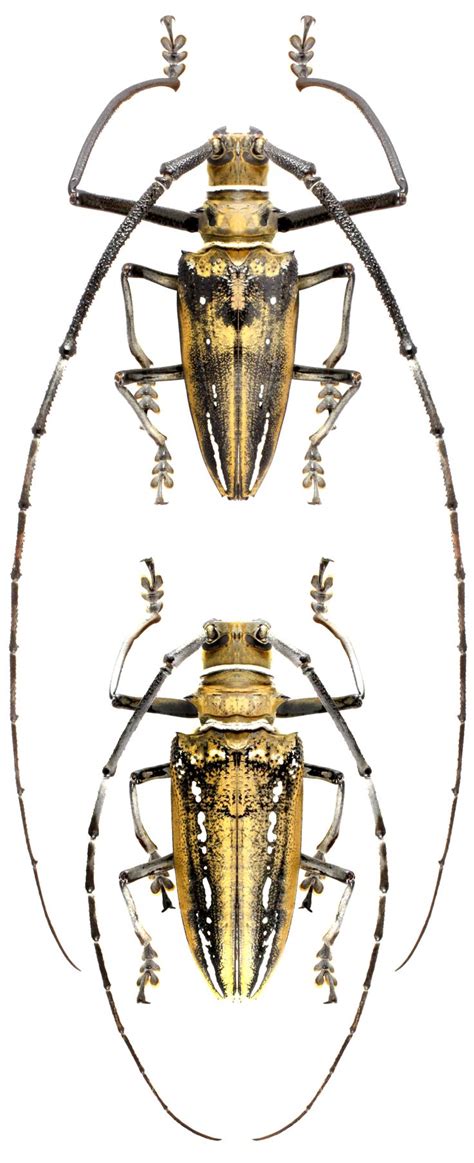 Batocera wallacei; male and female | Longhorn beetle, Beetle insect ...