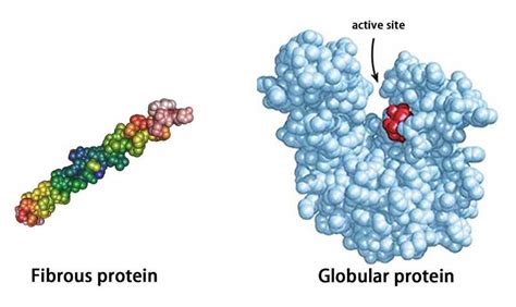 Levels of Protein Structure - Creative Biostructure