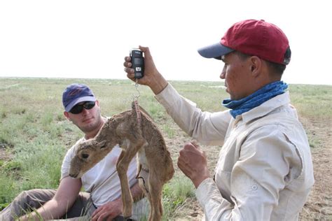 Saving the saiga antelope, a relic from the ice age - Geographical