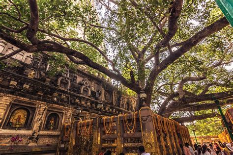 Bodhi Tree in Need of TLC | Bodh gaya, Bodhi tree, Bodhi