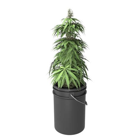 marijuana potted plant max