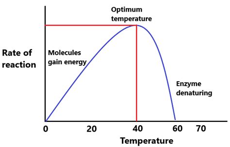 Enzymes - IGCSE Biology Notes (2020)