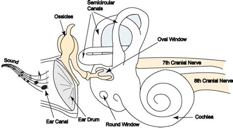 Ear Anatomy – Inner Ear | McGovern Medical School