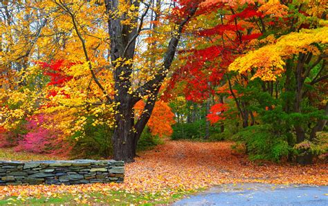 Autumn Pathway: A Vibrant HD Wallpaper of Fall Foliage