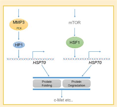 A current model of HSP70 gene activation. In the present study, we ...