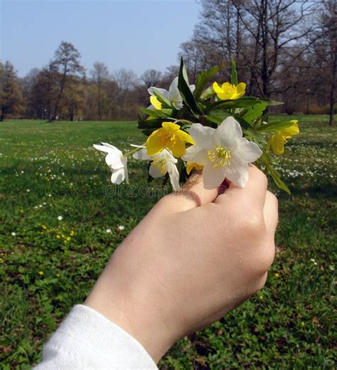 Hand Holding Flowers stock image. Image of romantic, affection - 760685