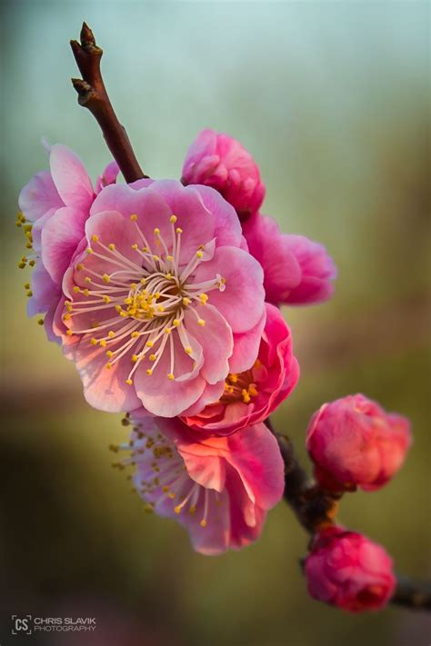 Pin on Awesome Flowers