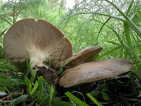 Pleurotus eryngii var.ferulae , Natura Mediterraneo | Forum Naturalistico