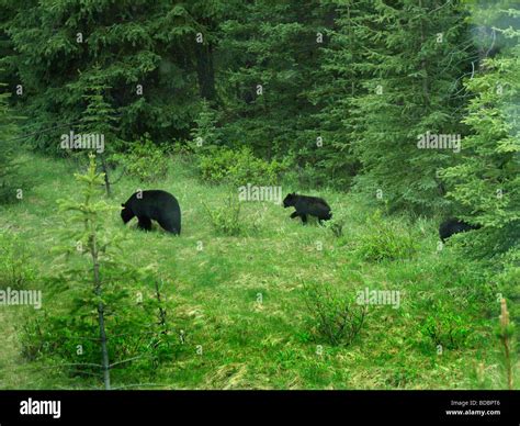 Group Black Bears Stock Photos & Group Black Bears Stock Images - Alamy