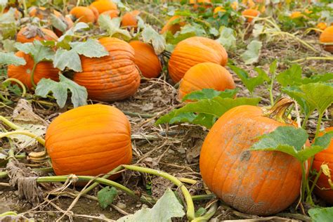 Pumpkin Patch Free Stock Photo - Public Domain Pictures