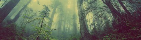 Sunny Forest • Images • WallpaperFusion by Binary Fortress Software