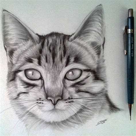 Cat Drawing by LethalChris | Realistic cat drawing, Cats art drawing ...