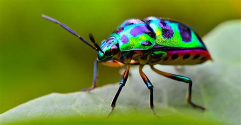 Jewel Beetle Pictures - AZ Animals