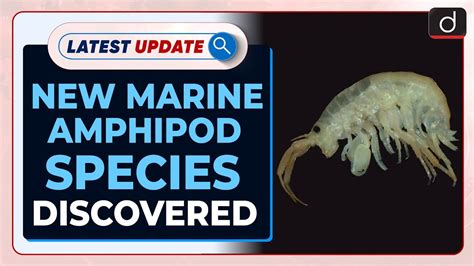 New Marine Amphipod Species Discovered | Latest update | Drishti IAS ...