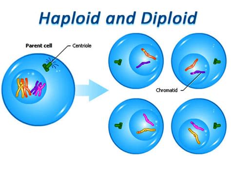 what are Haploid and Diploid cells?