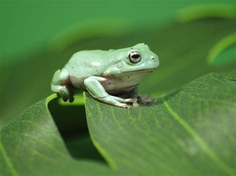 A Guide to Caring for Pet White's Tree Frogs