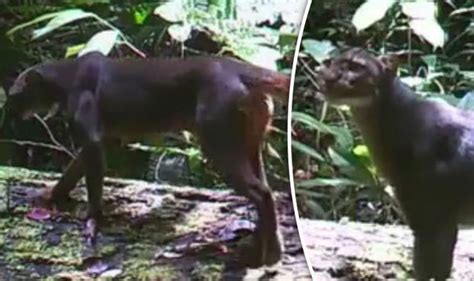 One of nature's most elusive felines the bay cat is caught on camera ...