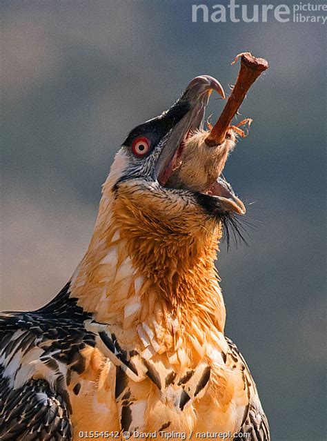 Bearded Vulture