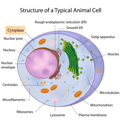 Cytoplasm - Function & Characteristics of Cytoplasm | Biology ...