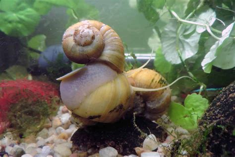 Aquarium Snails | Aquarium Snail Types & Info - Aquariadise