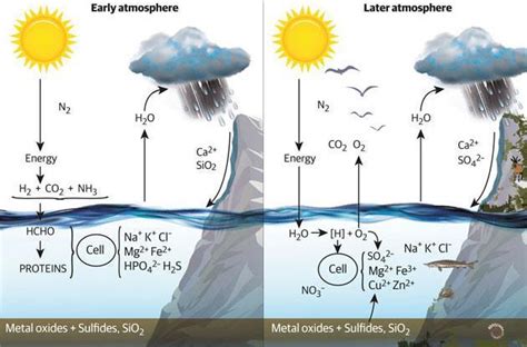 A chemical account of evolution | Feature | Chemistry World