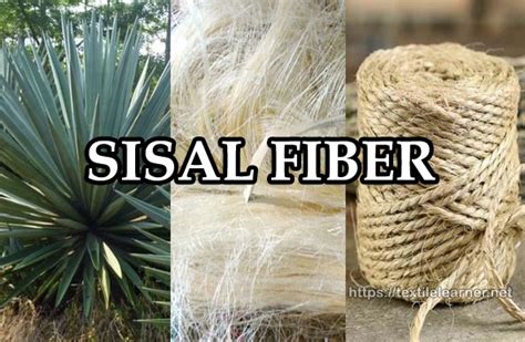 Sisal Fiber and Its History, Properties, Structure, Processing and Uses