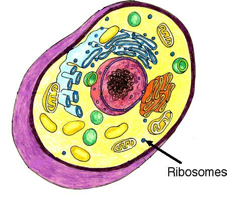 Nucleolus, Nucleous, Ribosomes, and Vacuole - The Many components of a