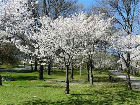 Buy Yoshino Cherry Tree Plants & Trees Online | Pixies Gardens