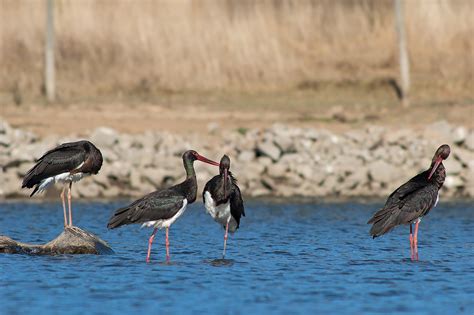 BLACK STORK – STORKS IN MOTION