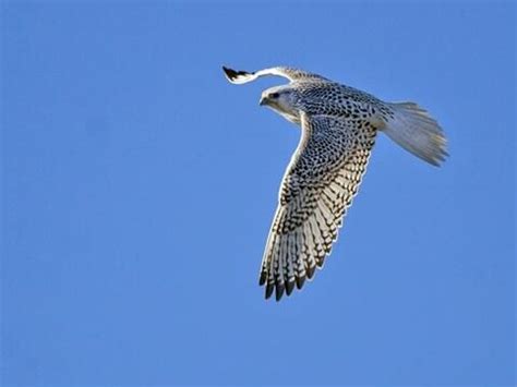 White Gyrfalcon